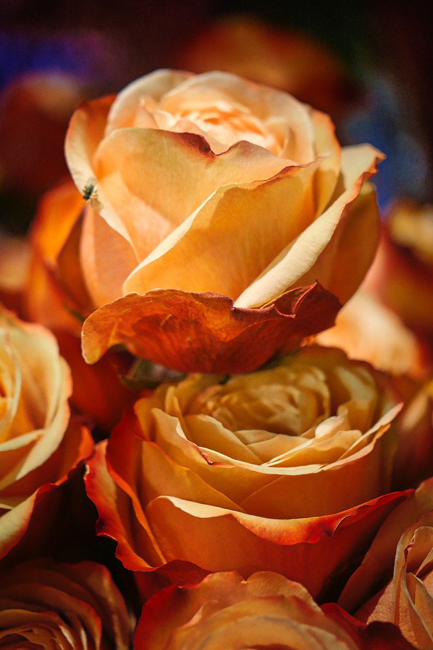 景福围最新动态揭秘,现代都市新魅力探索