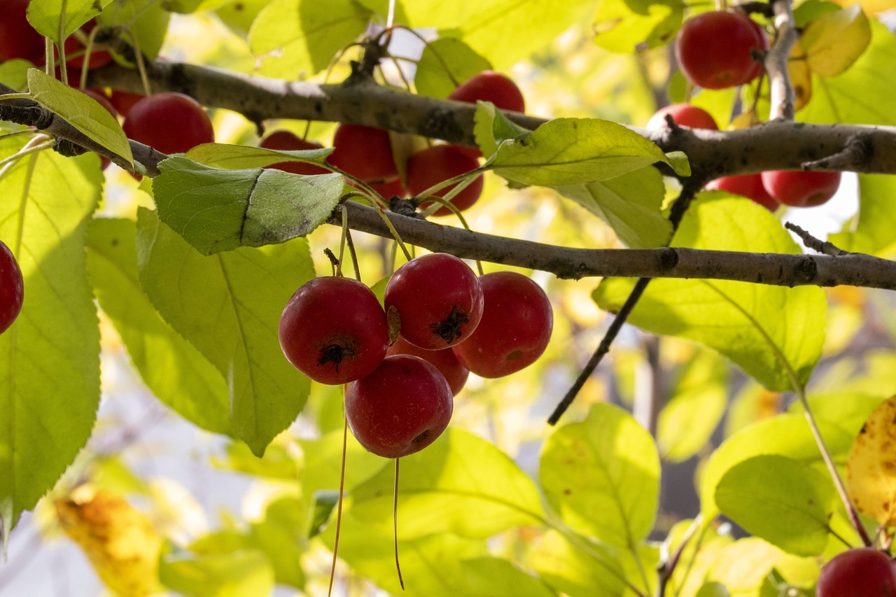 莫言最新活动揭秘,文学巨匠的最新动态
