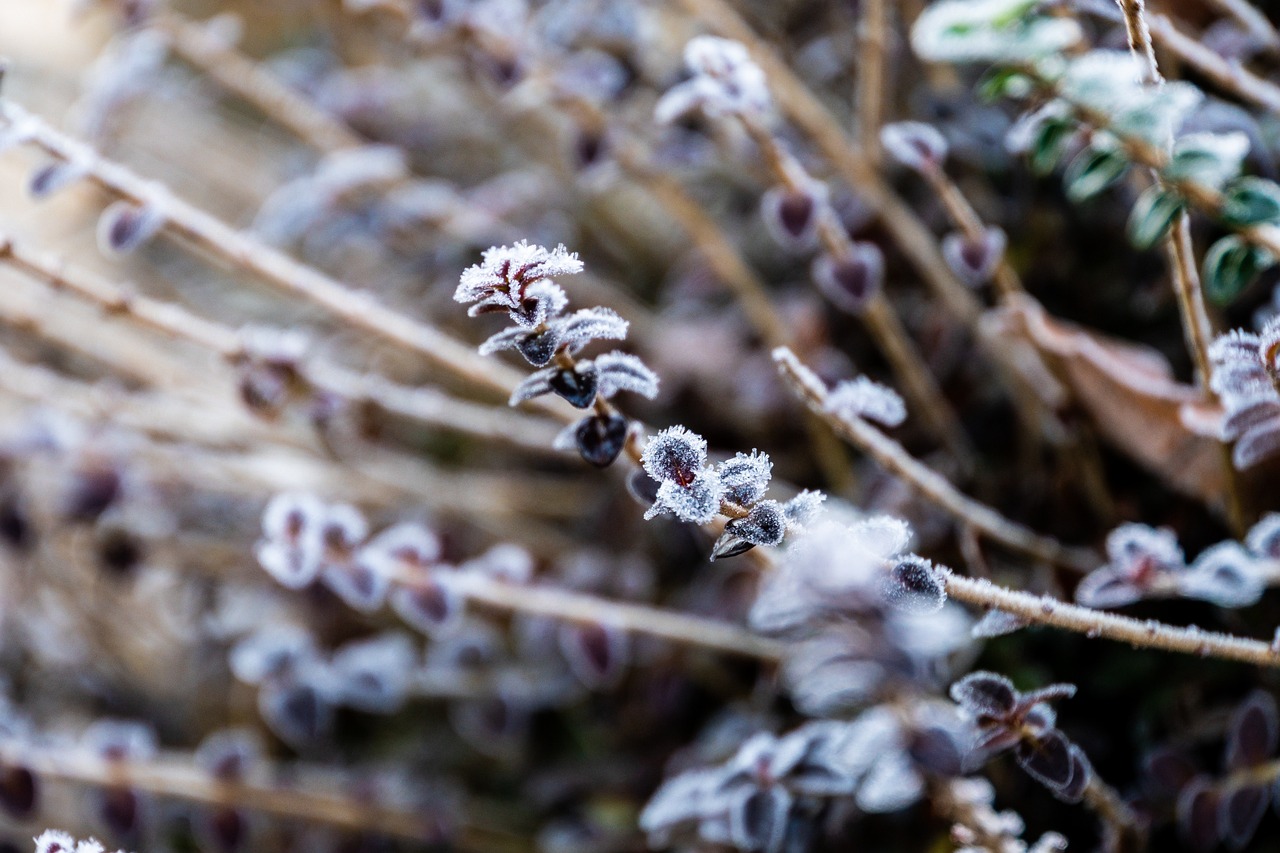 2024年澳门正版免费资本车,动态解读分析_教育领域特刊BI6833.5767N