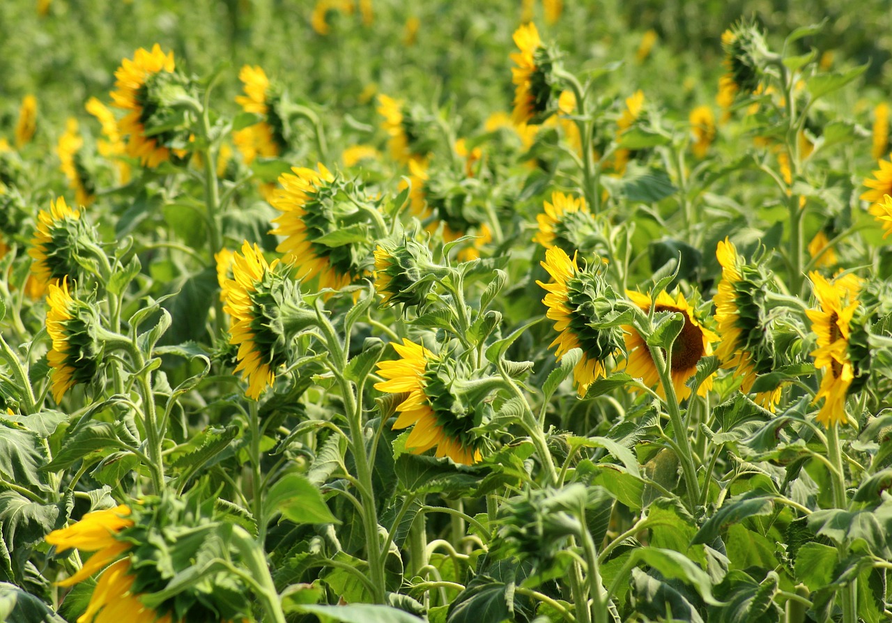 王者荣耀花花最新动态深度解析与探讨