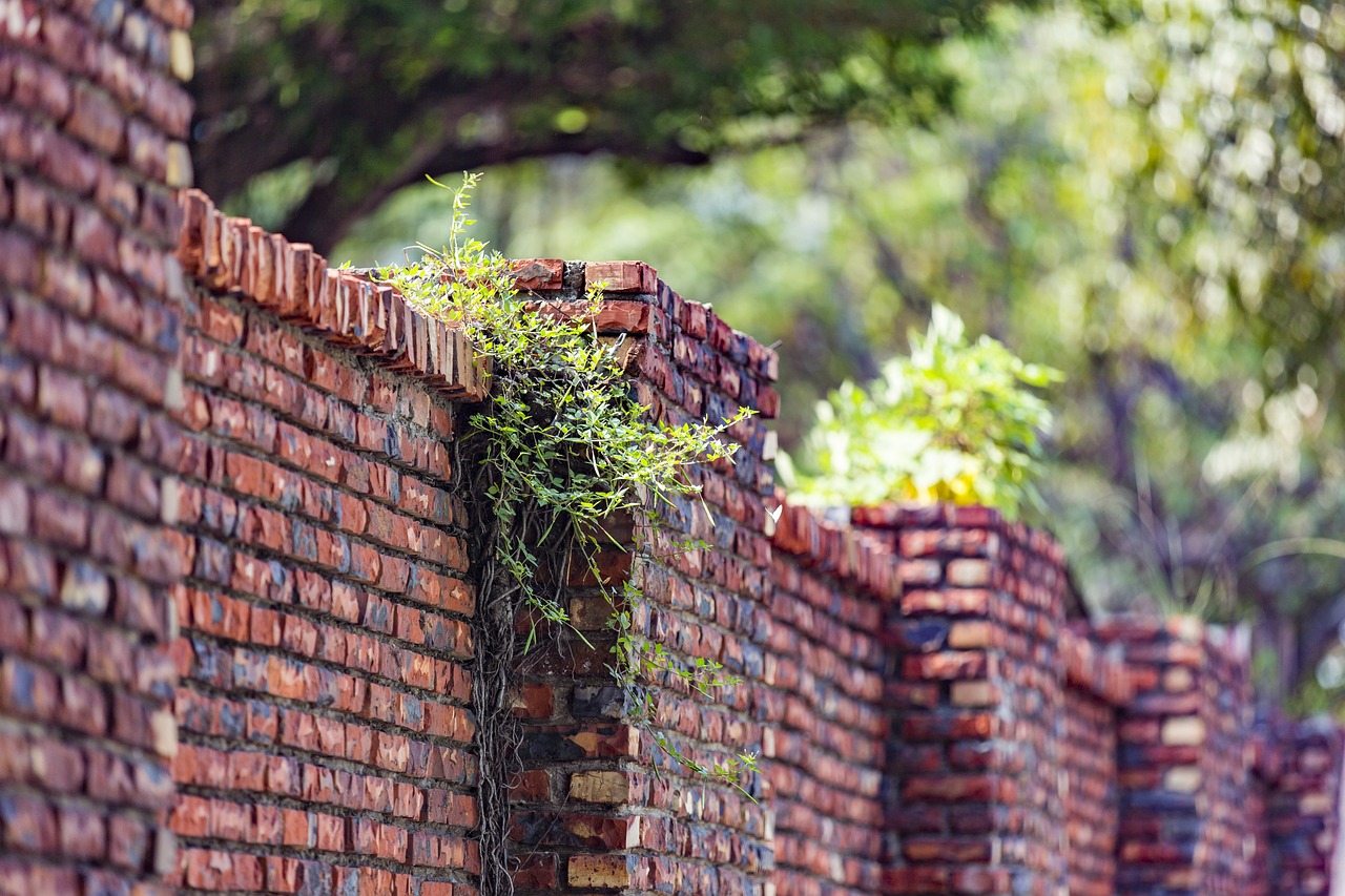旱田最新作物,重塑农业生态的未来之路