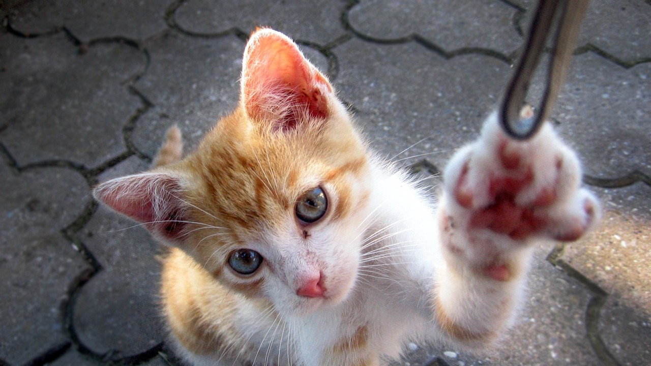 聚合影音最新动态,开启影音娱乐新纪元