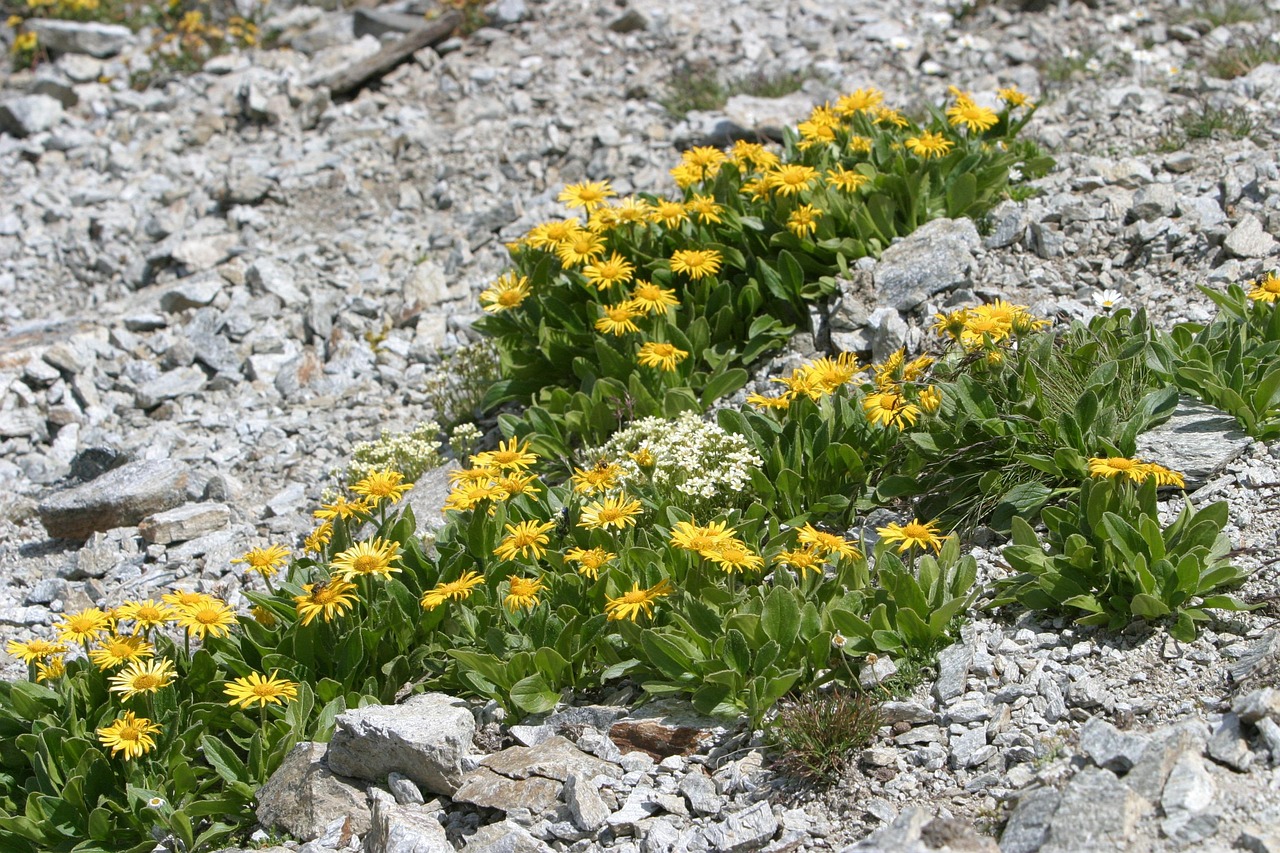 山东鼠疫概况,最新动态及防控措施概述