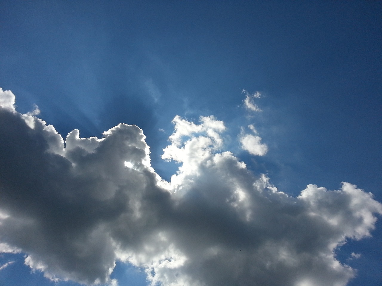 棉花籽最新价格及动态分析概述